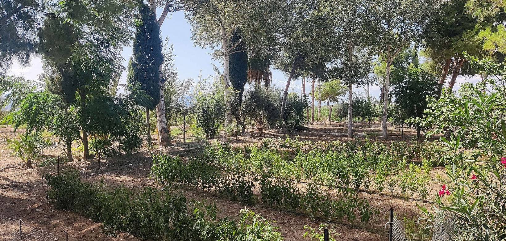 Resale - Country house - Crevillente