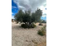 Resale - Country house - Macisvenda