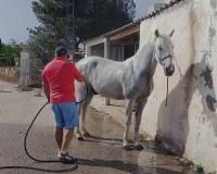 Resale - Country house - Monovar