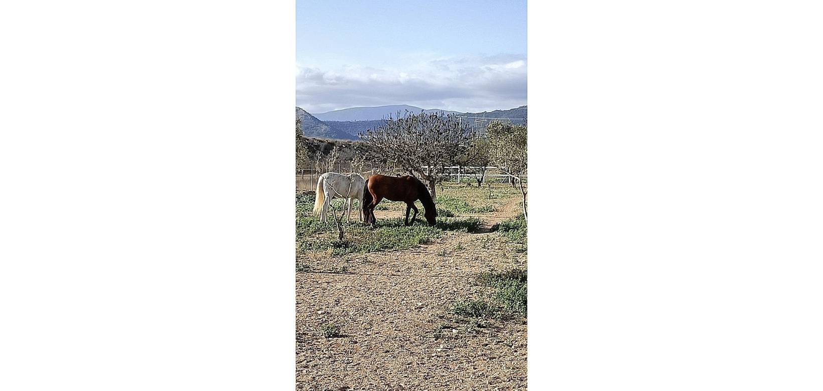 Resale - Country house - Monovar