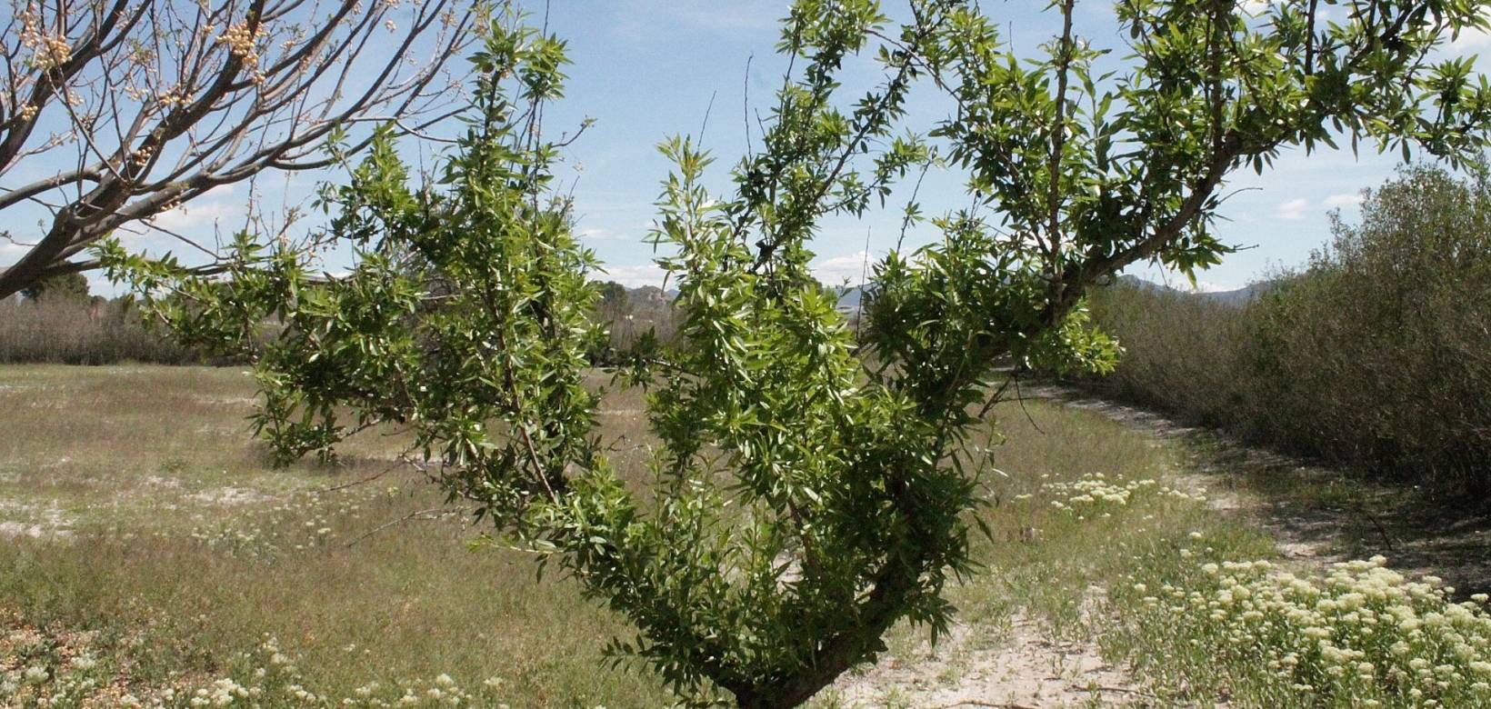 Resale - Country house - Villena