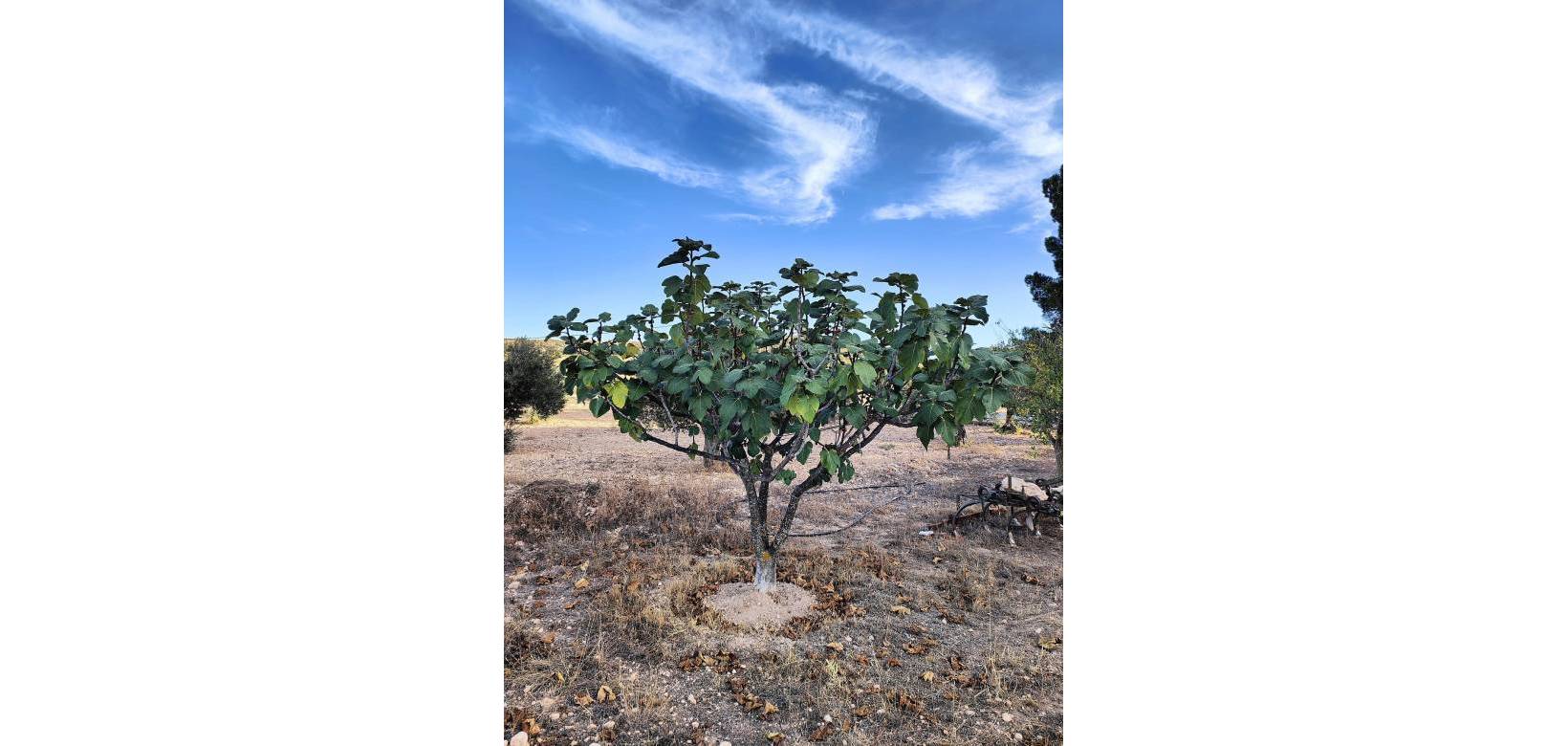 Resale - Country house - Yecla