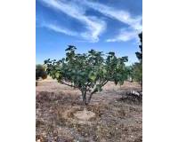 Resale - Country house - Yecla