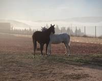 Resale - Detached villa - Torre del Rico