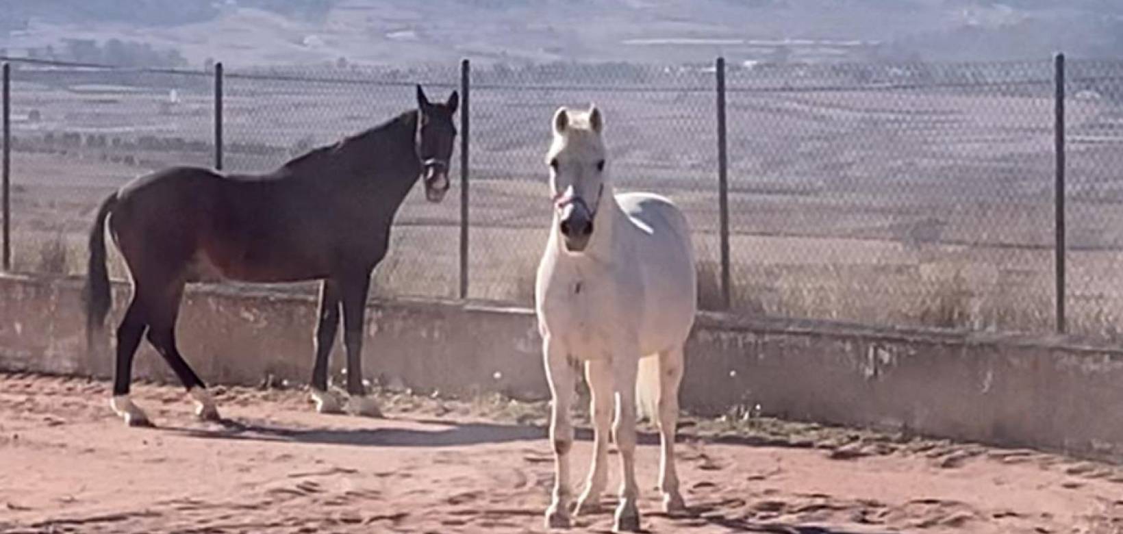 Resale - Detached villa - Torre del Rico