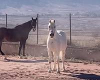 Resale - Detached villa - Torre del Rico