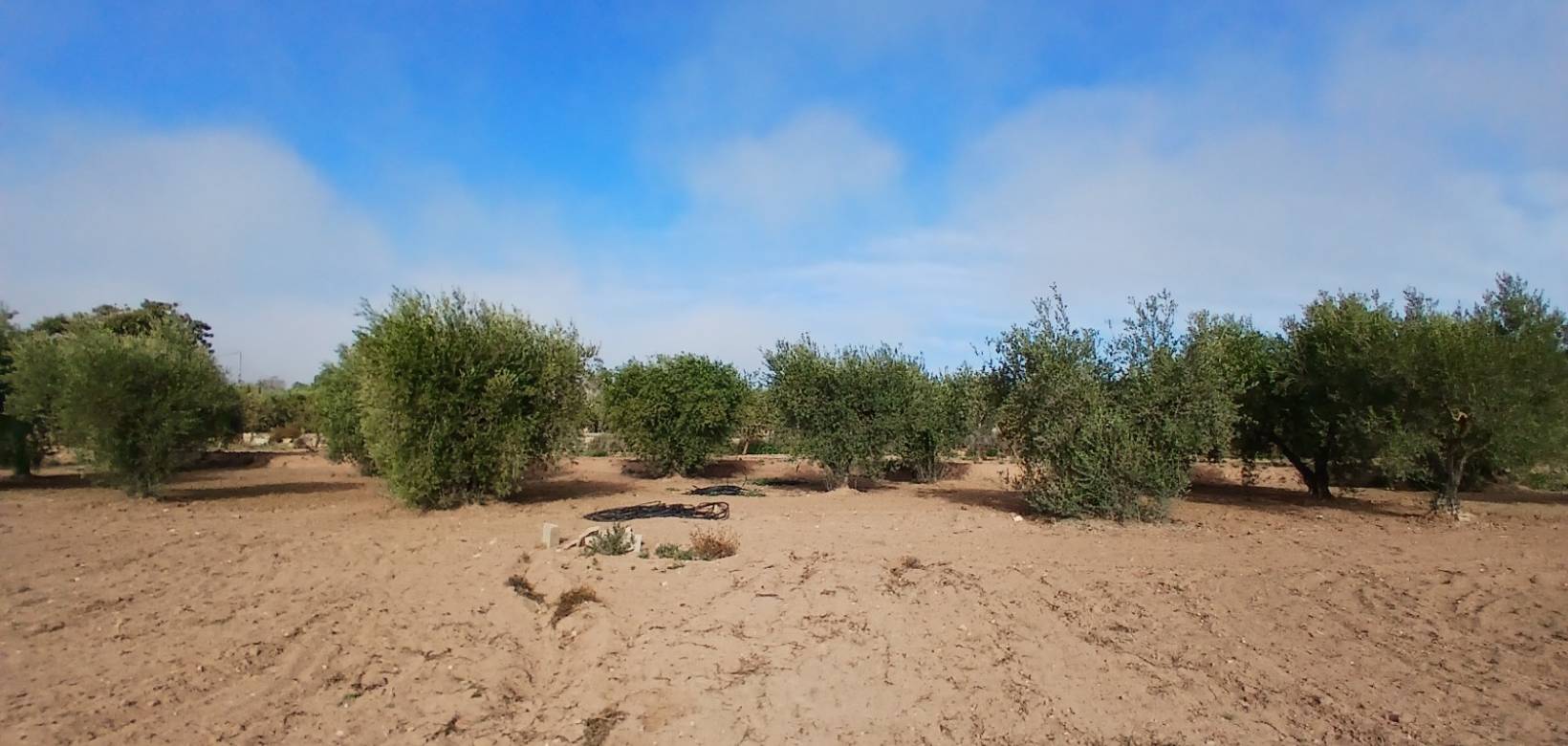 Resale - Finca / Country Property - Jumilla