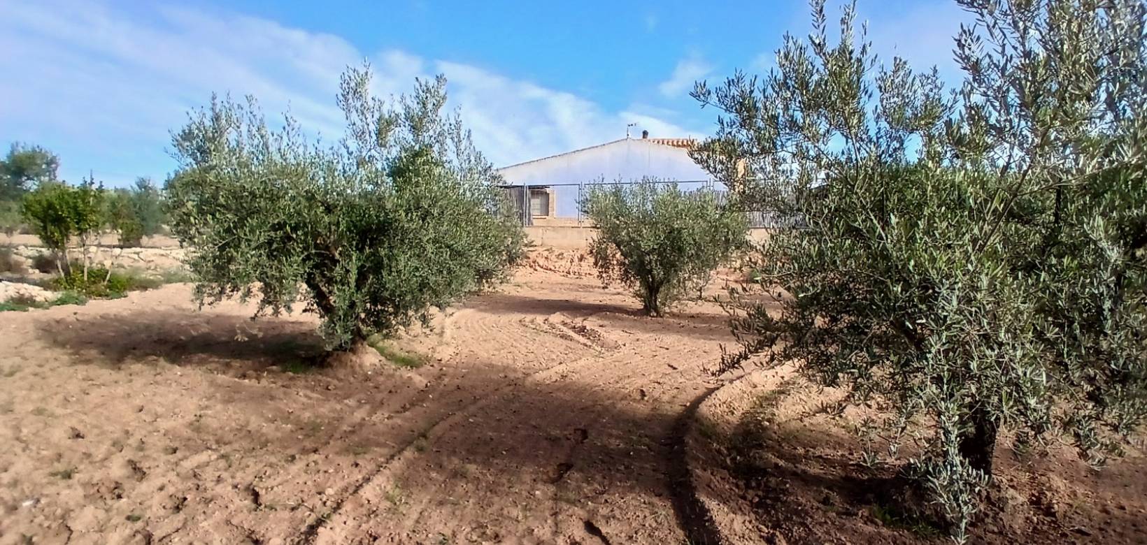 Resale - Finca / Country Property - Jumilla