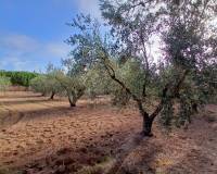 Resale - Finca / Country Property - Jumilla