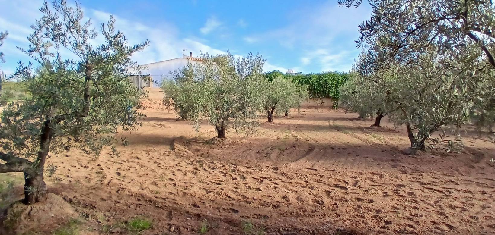 Resale - Finca / Country Property - Jumilla