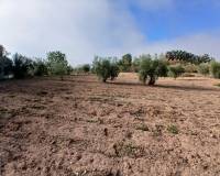 Resale - Finca / Country Property - Jumilla