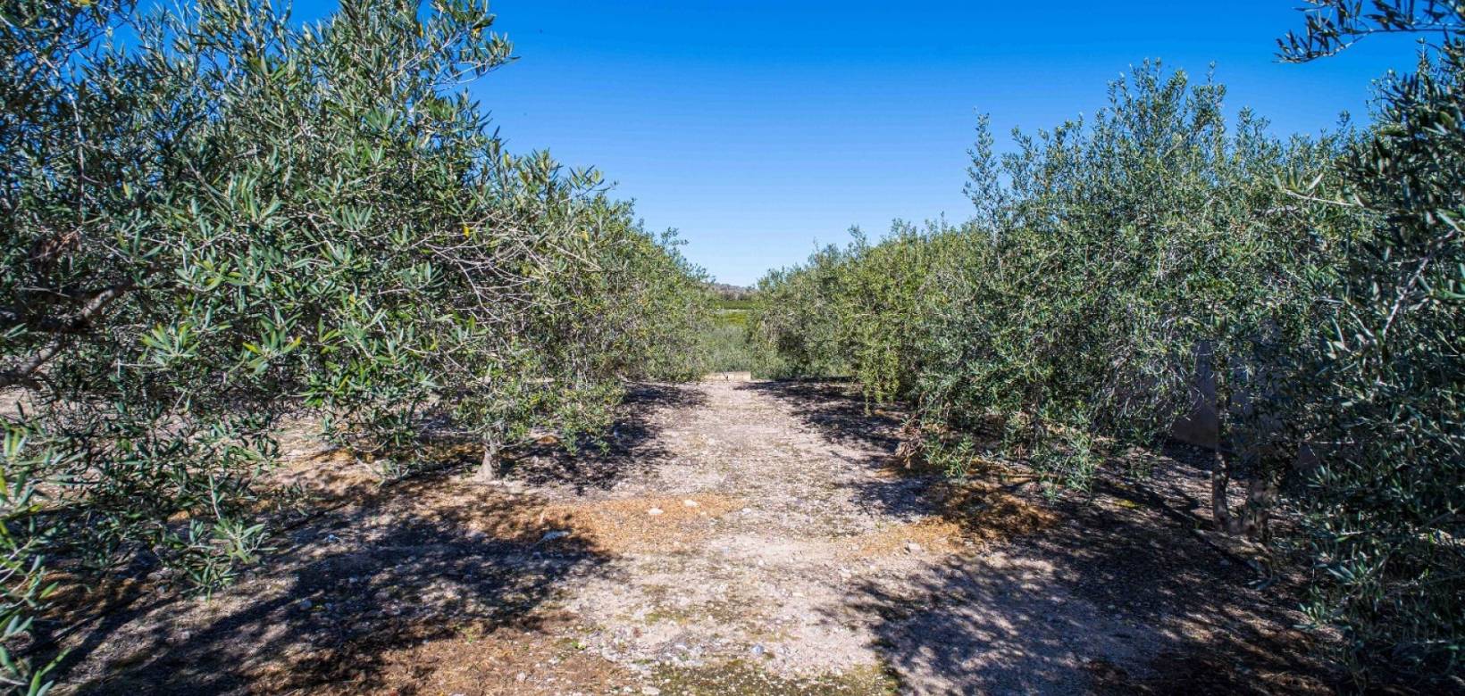 Resale - Finca - Santomera