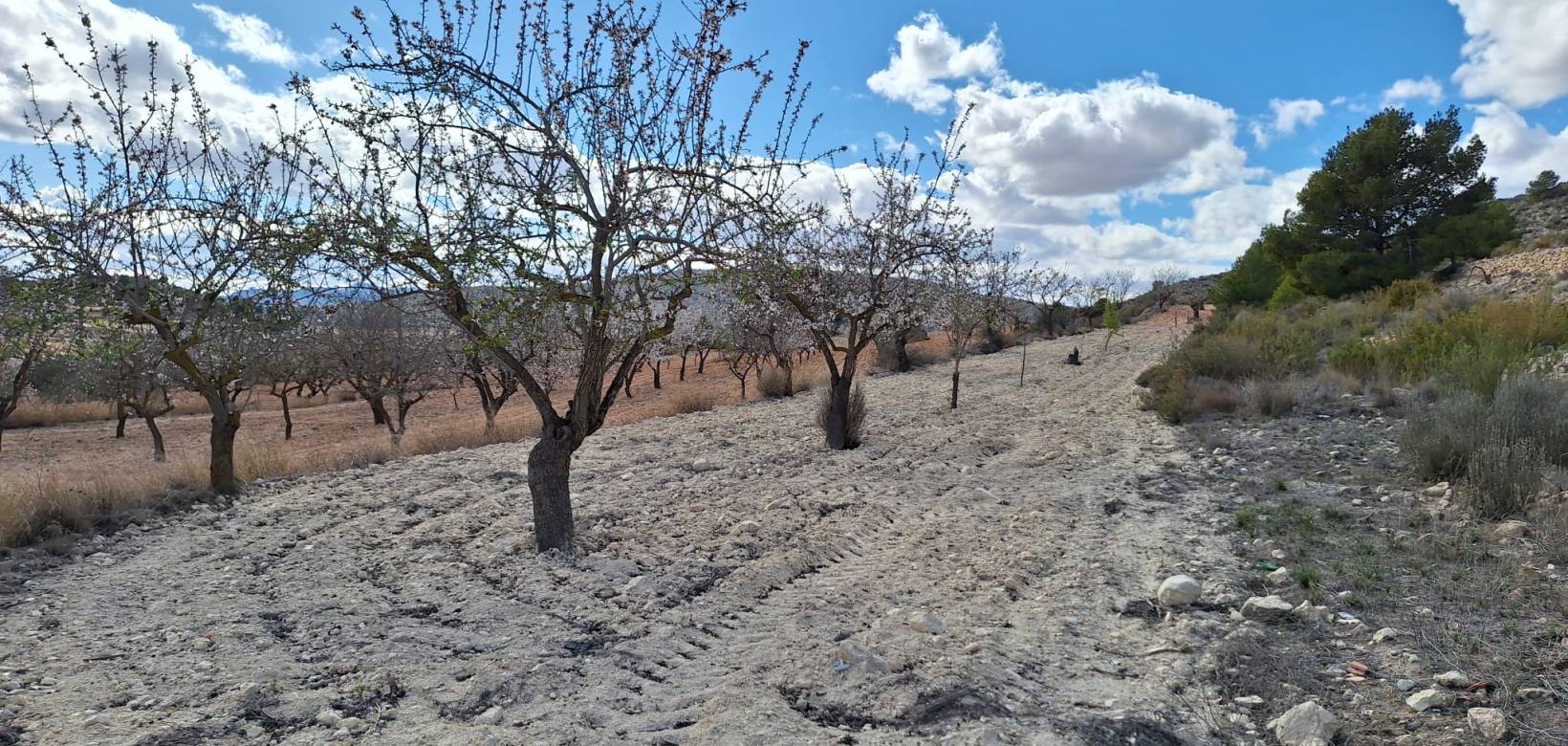 Resale - Grond - Pinoso