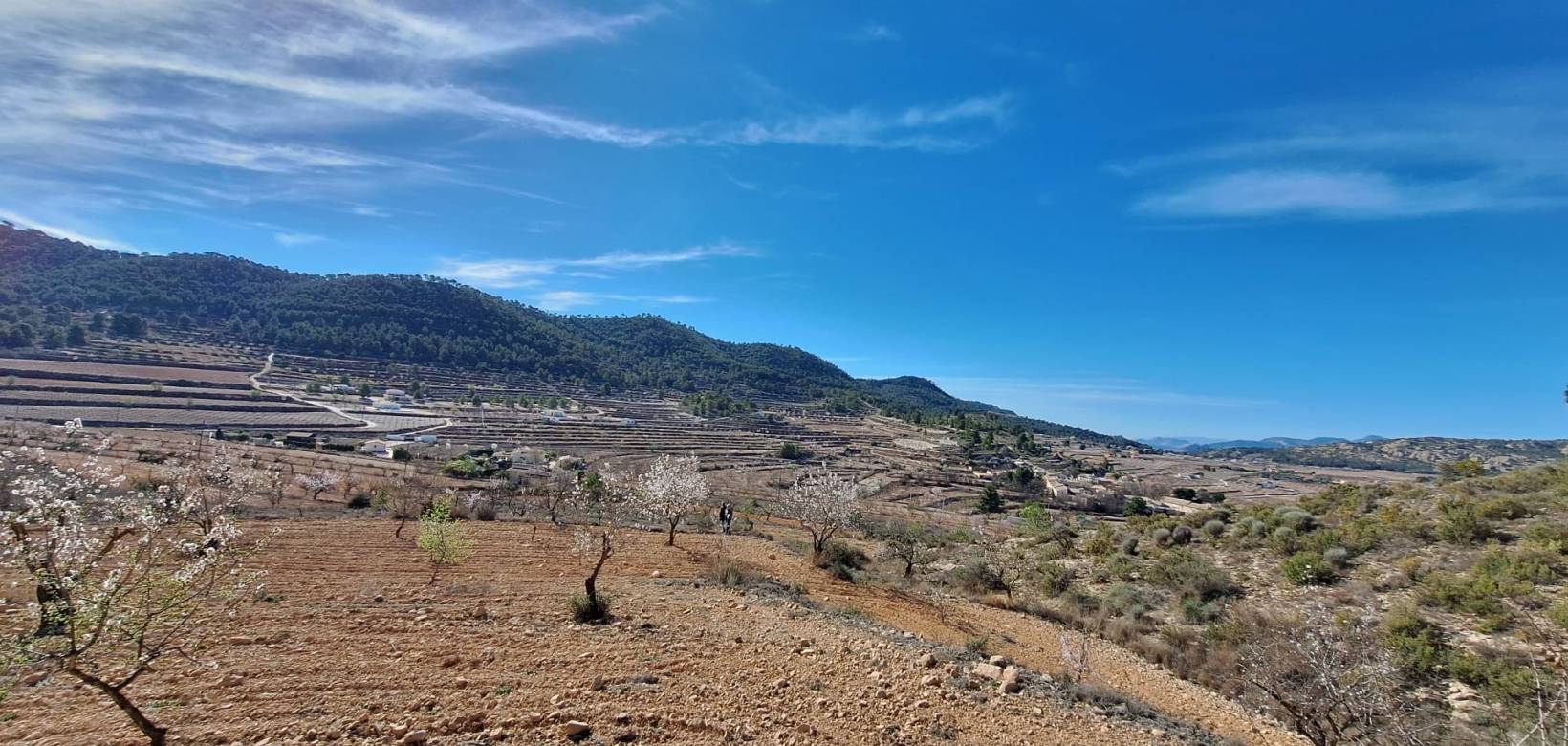 Resale - Grond - Pinoso