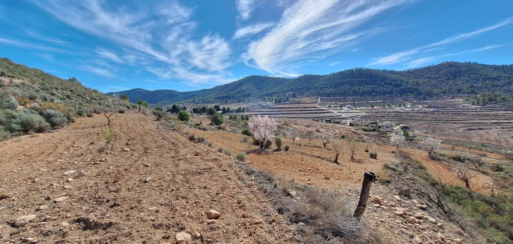 Resale - Grond - Pinoso