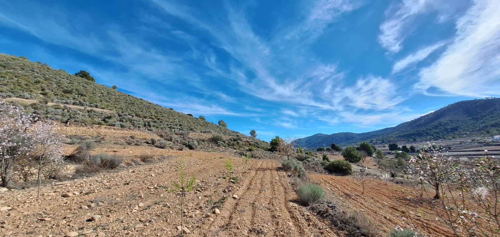 Resale - Grond - Pinoso