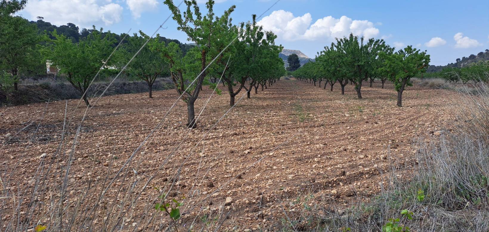 Resale - Grond - Pinoso