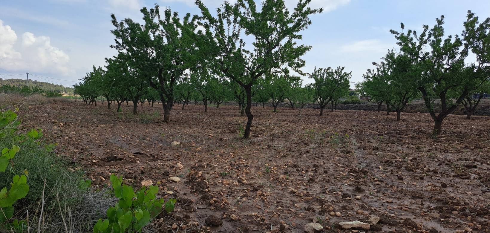 Resale - Grond - Pinoso