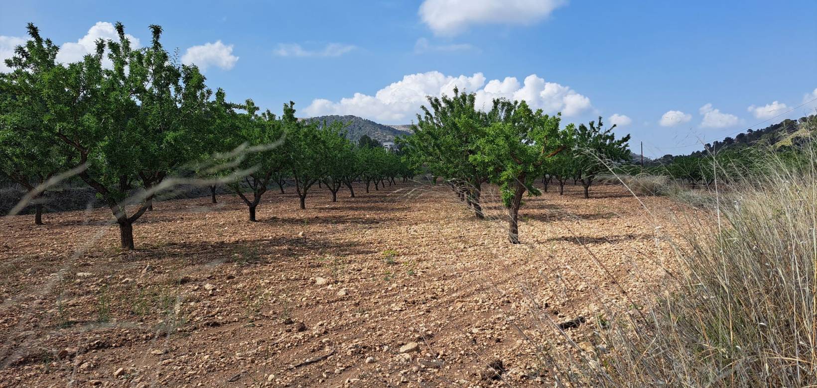 Resale - Grond - Pinoso