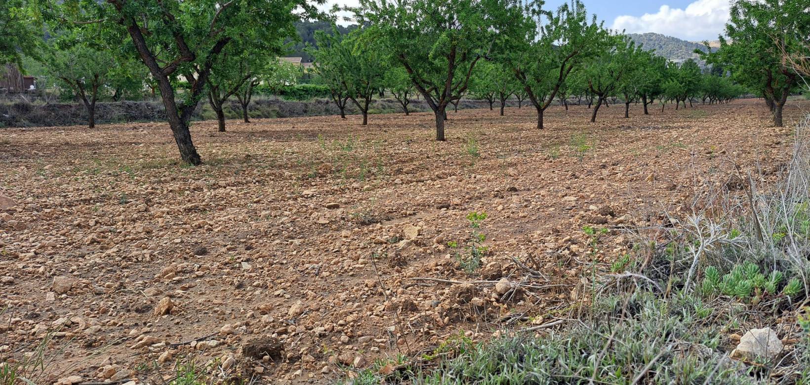 Resale - Grond - Pinoso