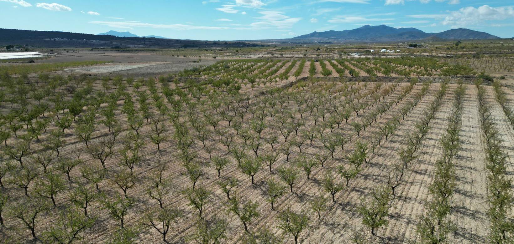 Resale - Grond - Pinoso