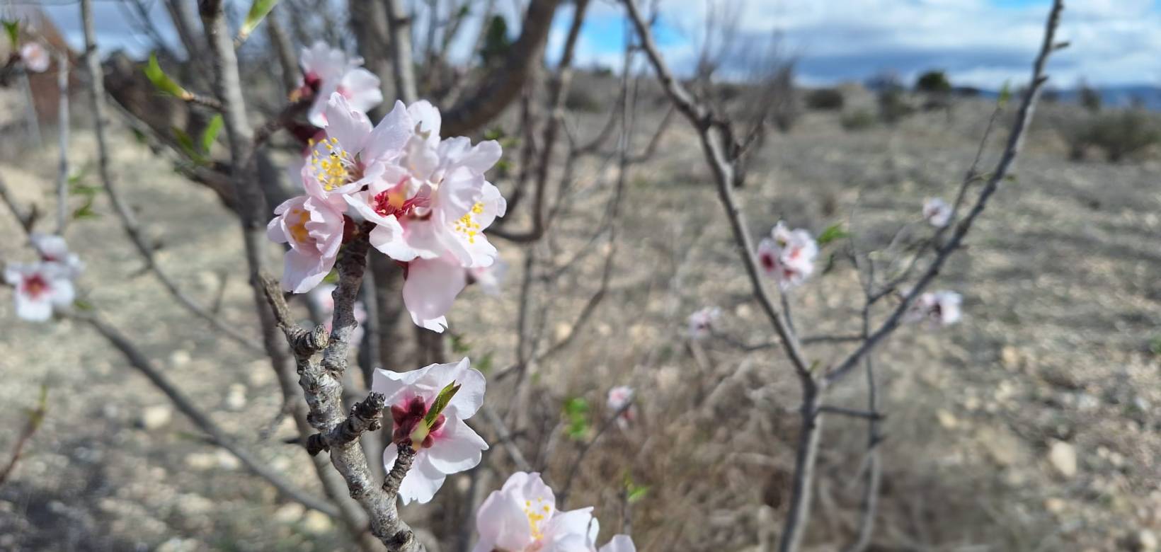 Resale - Grond - Salinas