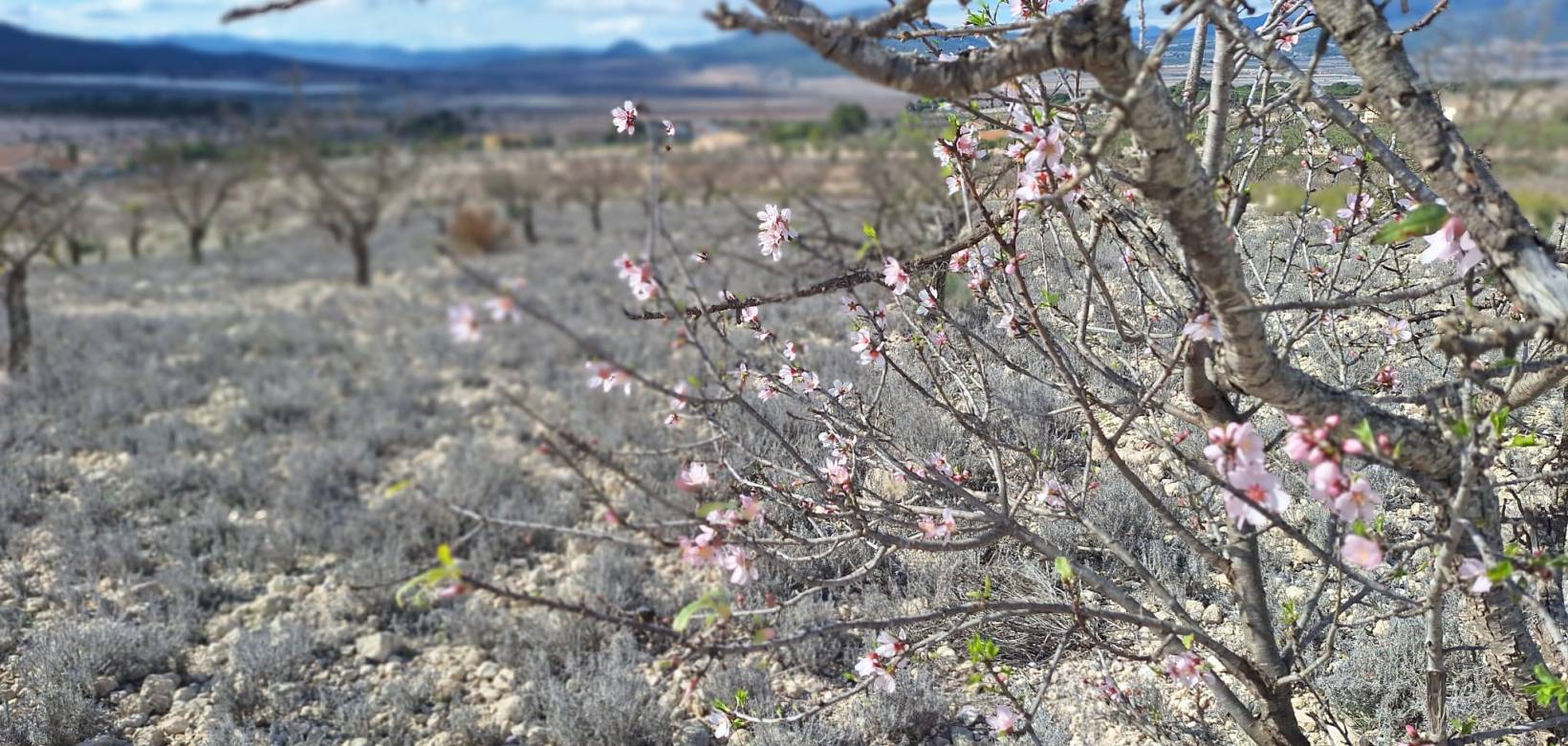 Resale - Grond - Salinas