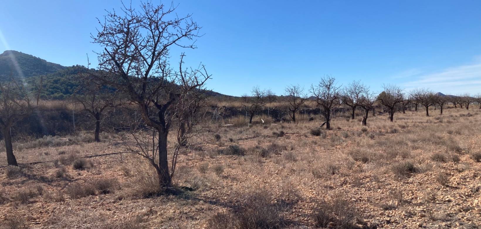 Resale - Land - Hondón de las Nieves