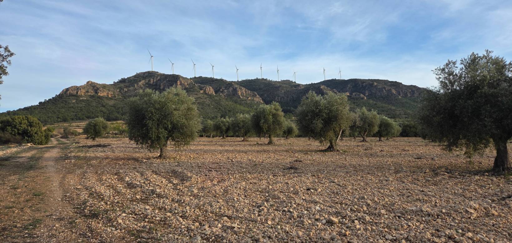 Resale - Land - Jumilla
