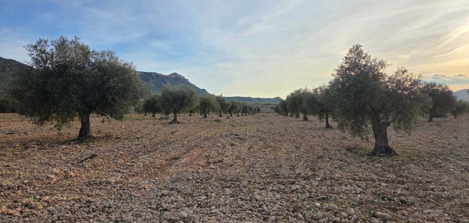Resale - Land - Jumilla