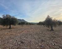 Resale - Land - Jumilla