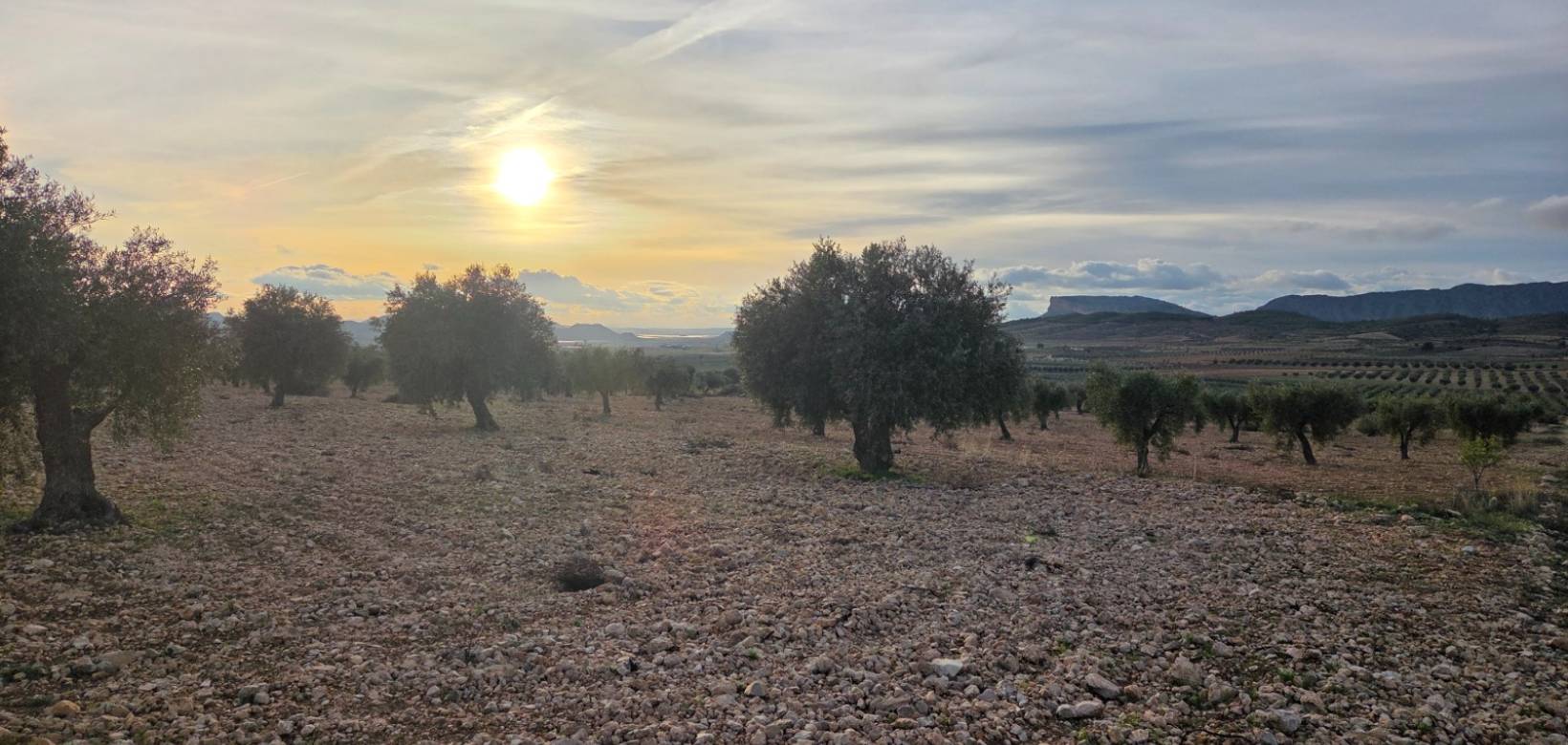 Resale - Land - Jumilla