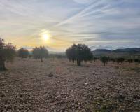 Resale - Land - Jumilla