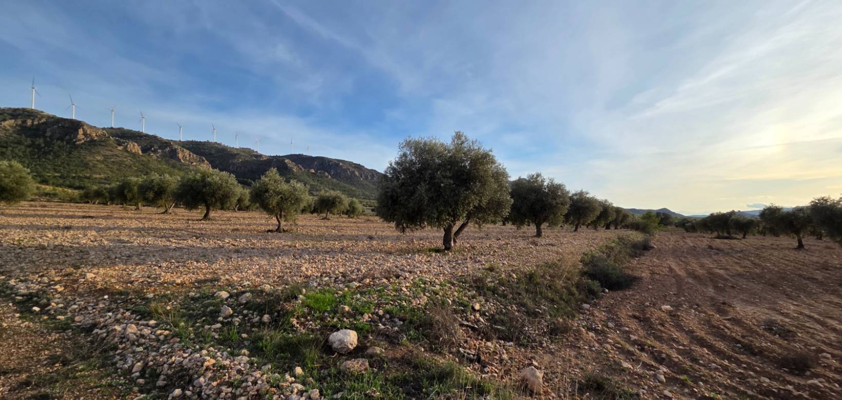Resale - Land - Jumilla