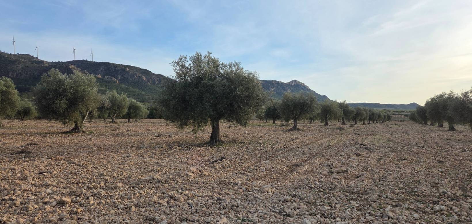 Resale - Land - Jumilla