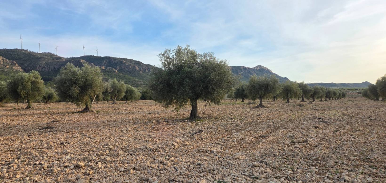 Resale - Land - Jumilla