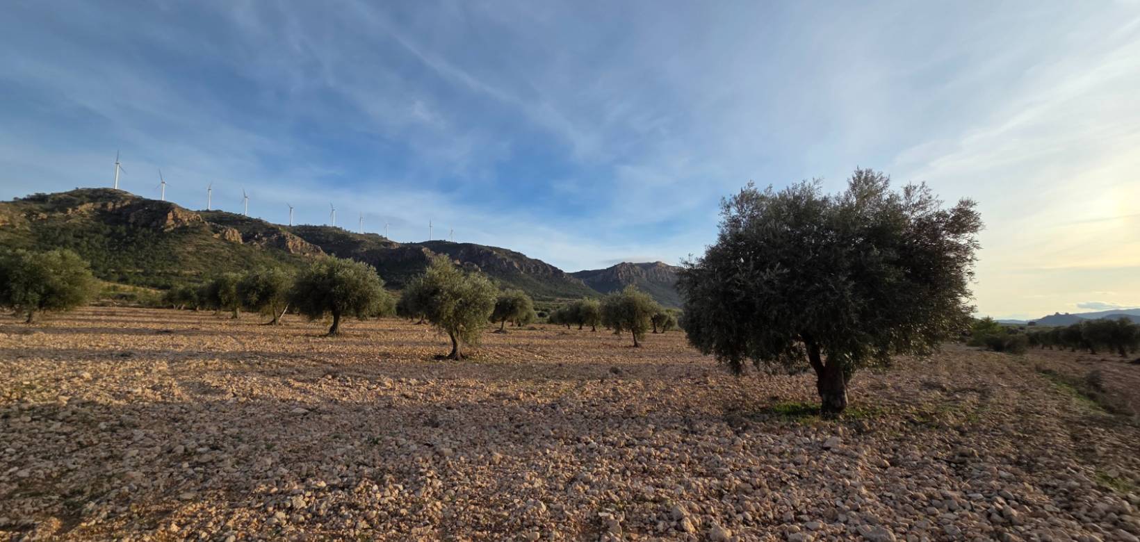 Resale - Land - Jumilla