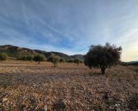 Resale - Land - Jumilla