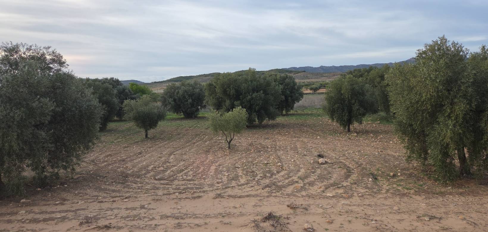 Resale - Land - Jumilla