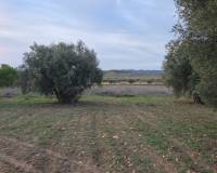 Resale - Land - Jumilla