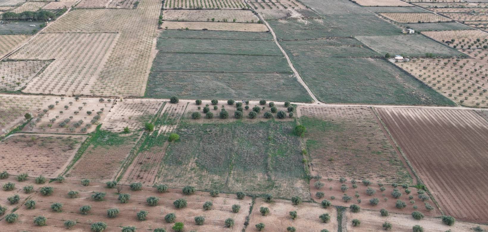 Resale - Land - Jumilla