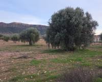 Resale - Land - Jumilla