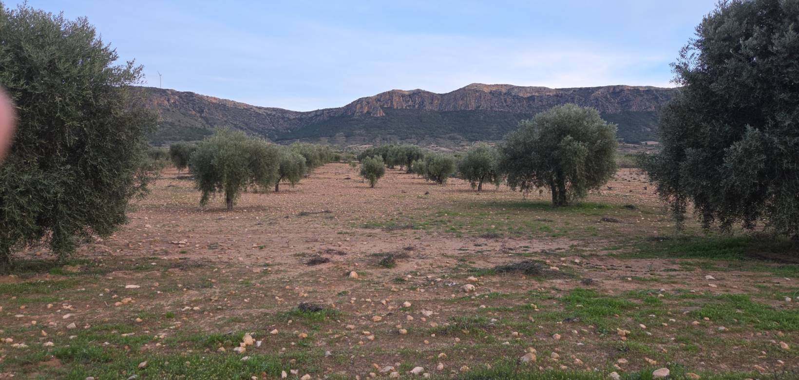 Resale - Land - Jumilla