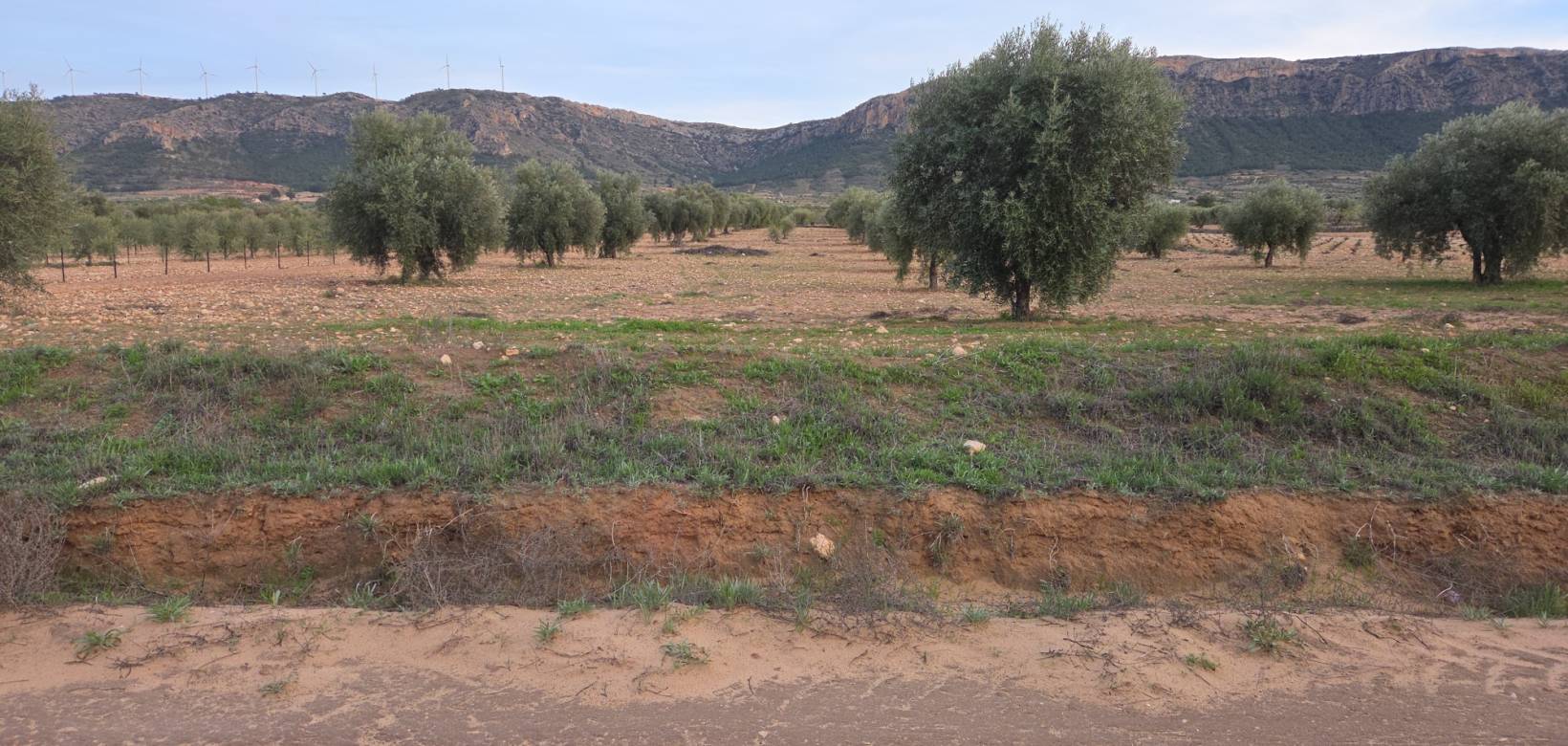 Resale - Land - Jumilla