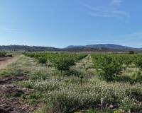 Resale - Land - Yecla - Yecla Murcia