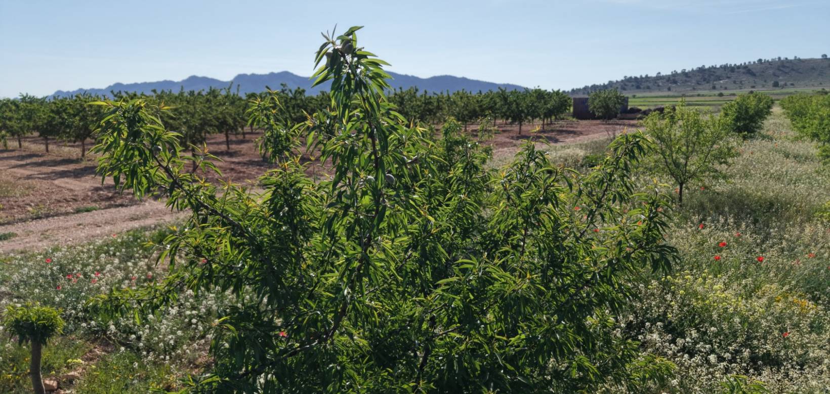 Resale - Land - Yecla - Yecla Murcia