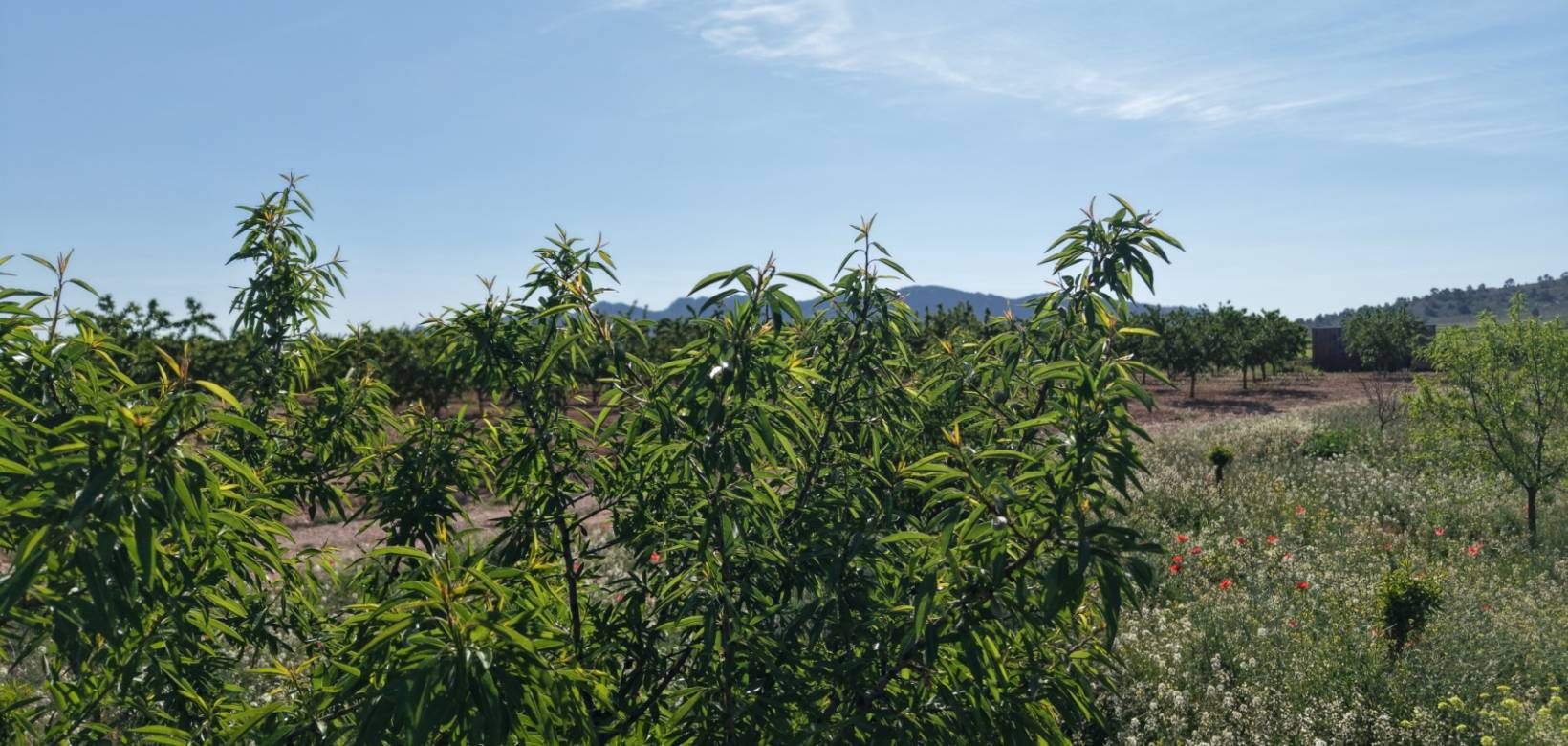 Resale - Land - Yecla - Yecla Murcia