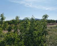 Resale - Land - Yecla - Yecla Murcia
