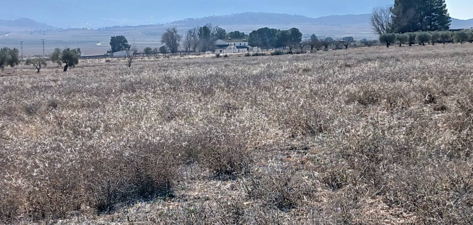 Resale - Land - Yecla