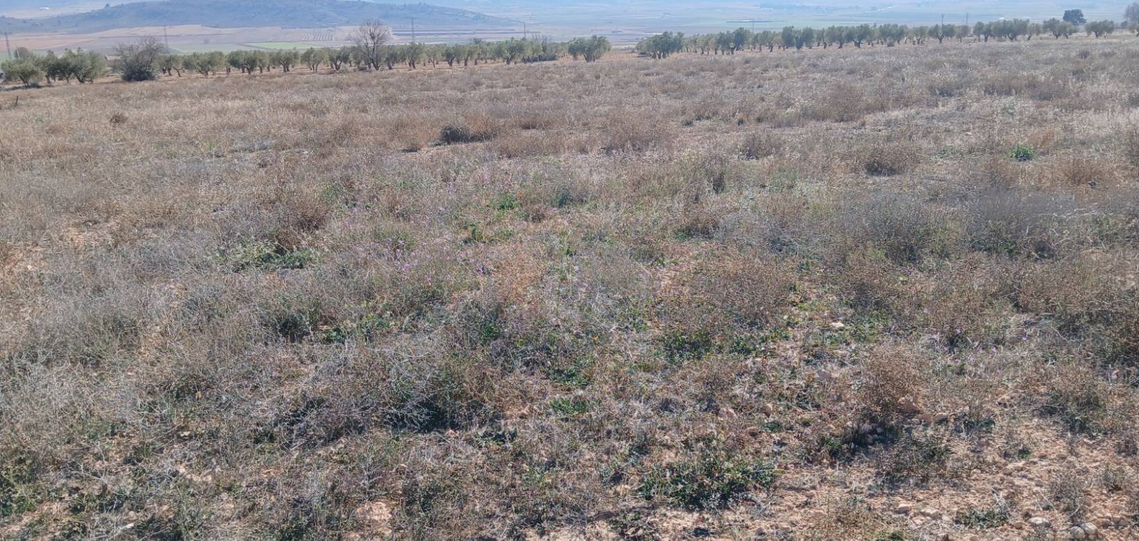 Resale - Land - Yecla